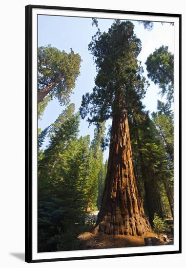 California, Yosemite National Park, Mariposa Grove of Giant Sequoia, the Colombia-Bernard Friel-Framed Premium Photographic Print