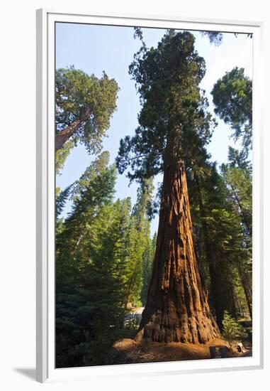 California, Yosemite National Park, Mariposa Grove of Giant Sequoia, the Colombia-Bernard Friel-Framed Premium Photographic Print