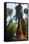 California, Yosemite National Park, Mariposa Grove of Giant Sequoia, the Colombia-Bernard Friel-Framed Stretched Canvas