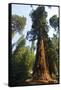 California, Yosemite National Park, Mariposa Grove of Giant Sequoia, the Colombia-Bernard Friel-Framed Stretched Canvas