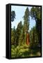 California, Yosemite National Park, Mariposa Grove of Giant Sequoia, the Colombia-Bernard Friel-Framed Stretched Canvas