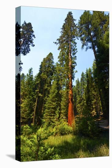 California, Yosemite National Park, Mariposa Grove of Giant Sequoia, the Colombia-Bernard Friel-Stretched Canvas