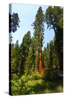 California, Yosemite National Park, Mariposa Grove of Giant Sequoia, the Colombia-Bernard Friel-Stretched Canvas