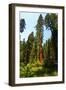 California, Yosemite National Park, Mariposa Grove of Giant Sequoia, the Colombia-Bernard Friel-Framed Photographic Print