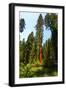 California, Yosemite National Park, Mariposa Grove of Giant Sequoia, the Colombia-Bernard Friel-Framed Photographic Print