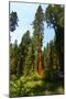 California, Yosemite National Park, Mariposa Grove of Giant Sequoia, the Colombia-Bernard Friel-Mounted Photographic Print