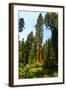 California, Yosemite National Park, Mariposa Grove of Giant Sequoia, the Colombia-Bernard Friel-Framed Photographic Print