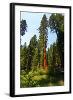 California, Yosemite National Park, Mariposa Grove of Giant Sequoia, the Colombia-Bernard Friel-Framed Photographic Print