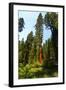 California, Yosemite National Park, Mariposa Grove of Giant Sequoia, the Colombia-Bernard Friel-Framed Photographic Print