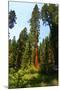 California, Yosemite National Park, Mariposa Grove of Giant Sequoia, the Colombia-Bernard Friel-Mounted Photographic Print