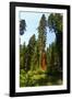 California, Yosemite National Park, Mariposa Grove of Giant Sequoia, the Colombia-Bernard Friel-Framed Photographic Print