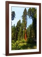 California, Yosemite National Park, Mariposa Grove of Giant Sequoia, the Colombia-Bernard Friel-Framed Photographic Print