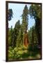 California, Yosemite National Park, Mariposa Grove of Giant Sequoia, the Colombia-Bernard Friel-Framed Photographic Print