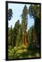 California, Yosemite National Park, Mariposa Grove of Giant Sequoia, the Colombia-Bernard Friel-Framed Photographic Print