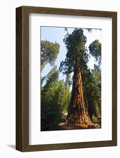 California, Yosemite National Park, Mariposa Grove of Giant Sequoia, the Colombia-Bernard Friel-Framed Photographic Print