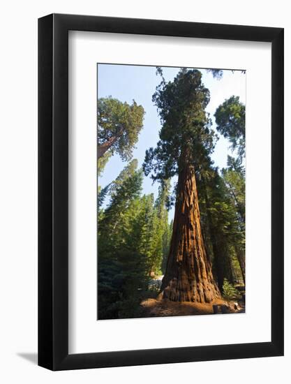 California, Yosemite National Park, Mariposa Grove of Giant Sequoia, the Colombia-Bernard Friel-Framed Photographic Print