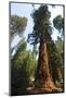 California, Yosemite National Park, Mariposa Grove of Giant Sequoia, the Colombia-Bernard Friel-Mounted Photographic Print