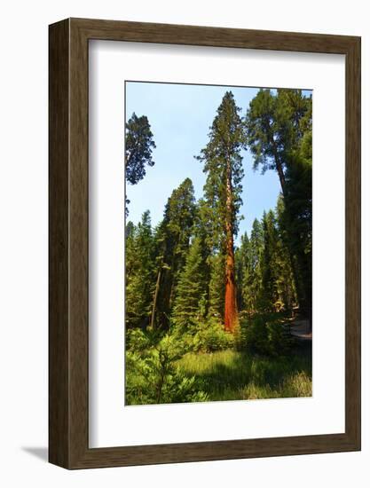 California, Yosemite National Park, Mariposa Grove of Giant Sequoia, the Colombia-Bernard Friel-Framed Photographic Print