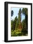 California, Yosemite National Park, Mariposa Grove of Giant Sequoia, the Colombia-Bernard Friel-Framed Photographic Print