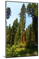 California, Yosemite National Park, Mariposa Grove of Giant Sequoia, the Colombia-Bernard Friel-Mounted Photographic Print