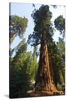 California, Yosemite National Park, Mariposa Grove of Giant Sequoia, the Colombia-Bernard Friel-Stretched Canvas