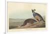 Californian Partridge, 1838-John James Audubon-Framed Giclee Print