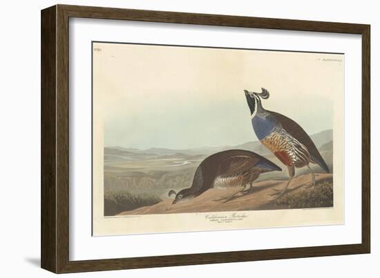 Californian Partridge, 1838-John James Audubon-Framed Giclee Print