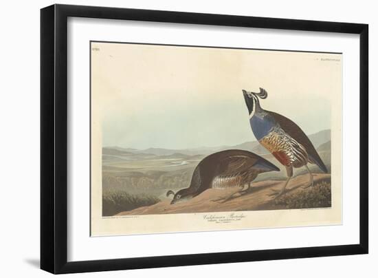 Californian Partridge, 1838-John James Audubon-Framed Giclee Print