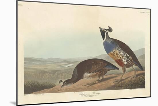 Californian Partridge, 1838-John James Audubon-Mounted Giclee Print