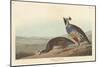 Californian Partridge, 1838-John James Audubon-Mounted Giclee Print