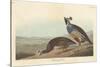 Californian Partridge, 1838-John James Audubon-Stretched Canvas