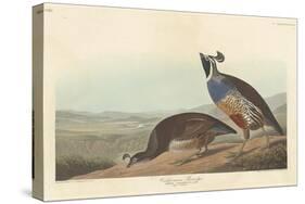 Californian Partridge, 1838-John James Audubon-Stretched Canvas