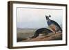 Californian Partridge, from Birds of America, Engraved by Robert Havell-John James Audubon-Framed Giclee Print