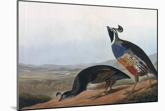 Californian Partridge, from Birds of America, Engraved by Robert Havell-John James Audubon-Mounted Giclee Print