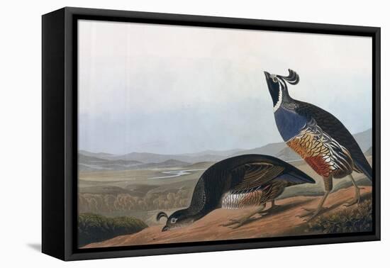 Californian Partridge, from Birds of America, Engraved by Robert Havell-John James Audubon-Framed Stretched Canvas