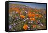 Californian Poppy and Violet Davy Gilia-null-Framed Stretched Canvas