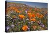 Californian Poppy and Violet Davy Gilia-null-Stretched Canvas