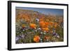 Californian Poppy and Violet Davy Gilia-null-Framed Photographic Print