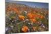 Californian Poppy and Violet Davy Gilia-null-Mounted Photographic Print