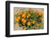 Californian Poppy (Eschscholzia californica) wildflowers in a field, Antelope Valley California...-null-Framed Photographic Print