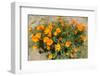 Californian Poppy (Eschscholzia californica) wildflowers in a field, Antelope Valley California...-null-Framed Photographic Print