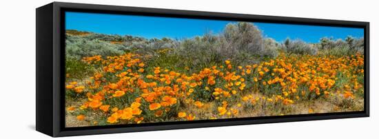 Californian Poppy (Eschscholzia californica) wildflowers in a field, Antelope Valley California...-null-Framed Stretched Canvas