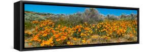 Californian Poppy (Eschscholzia californica) wildflowers in a field, Antelope Valley California...-null-Framed Stretched Canvas