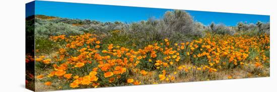 Californian Poppy (Eschscholzia californica) wildflowers in a field, Antelope Valley California...-null-Stretched Canvas