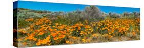 Californian Poppy (Eschscholzia californica) wildflowers in a field, Antelope Valley California...-null-Stretched Canvas