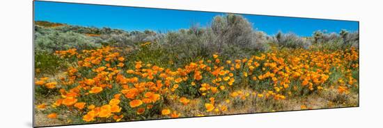 Californian Poppy (Eschscholzia californica) wildflowers in a field, Antelope Valley California...-null-Mounted Photographic Print