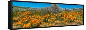 Californian Poppy (Eschscholzia californica) wildflowers in a field, Antelope Valley California...-null-Framed Stretched Canvas