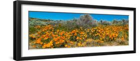 Californian Poppy (Eschscholzia californica) wildflowers in a field, Antelope Valley California...-null-Framed Photographic Print