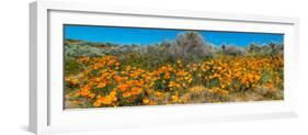 Californian Poppy (Eschscholzia californica) wildflowers in a field, Antelope Valley California...-null-Framed Photographic Print