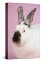 Californian Rabbit-Lynn M^ Stone-Stretched Canvas
